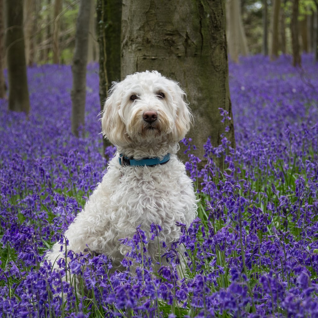 Cute Pictures of Labradoodles