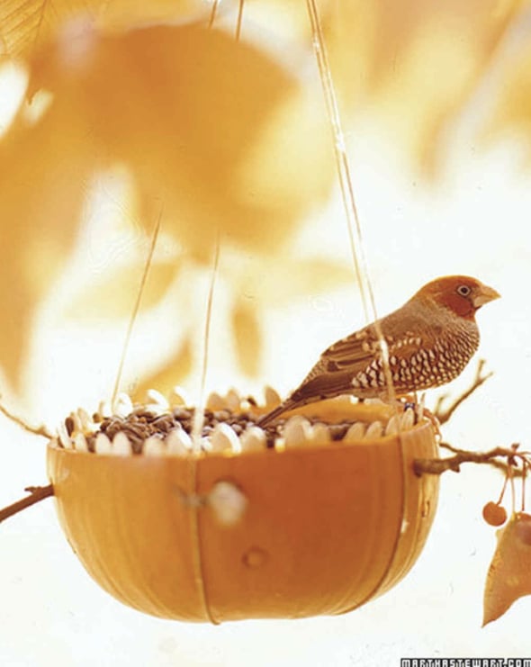 Pumpkin Bird Feeder