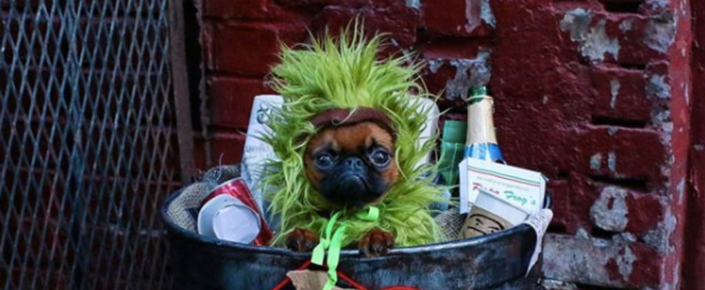 Dog's Adorable Oscar the Grouch Halloween Costume | Photo