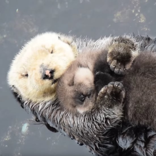 Mom Holding Baby Otter | Video