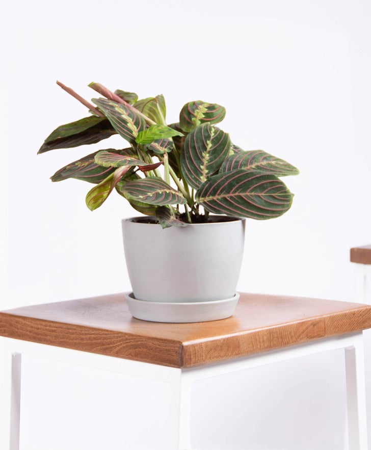 Potted Red Prayer Plant, Maranta Best Indoor Plants For Dorms