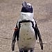 Watch Penguins Explore Shedd Aquarium in Chicago