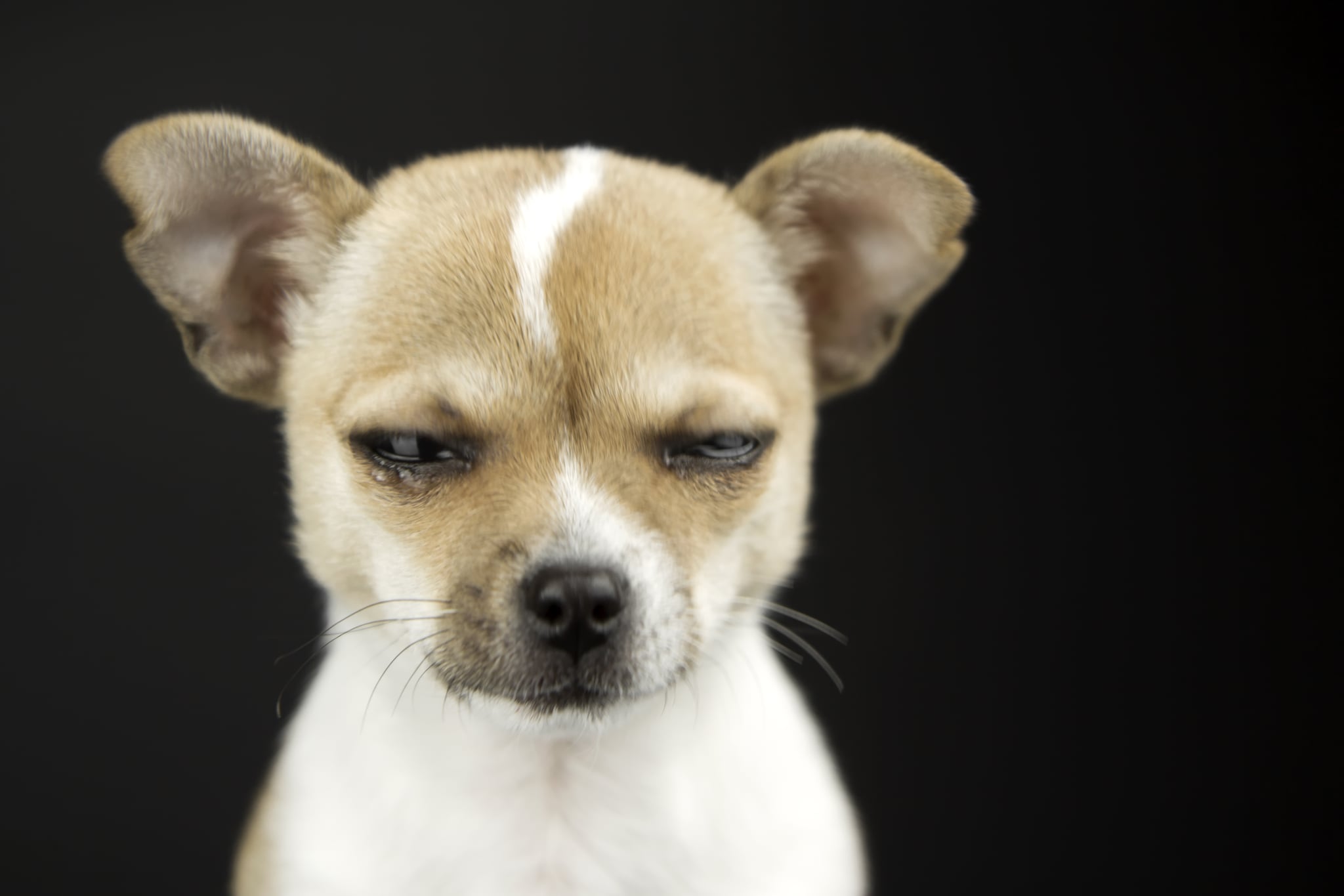 Pictures of Dogs Making Funny Faces | POPSUGAR UK Pets
