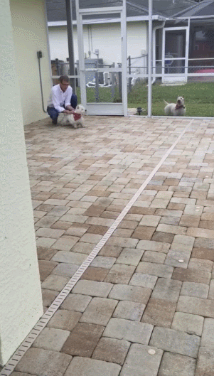Cute Dog GIFs