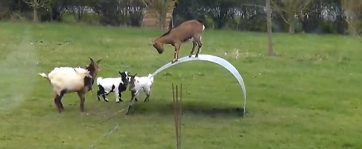 Goats Balancing | Video
