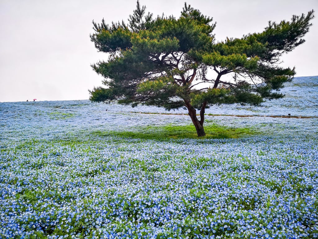 Best Places to See Spring Flowers