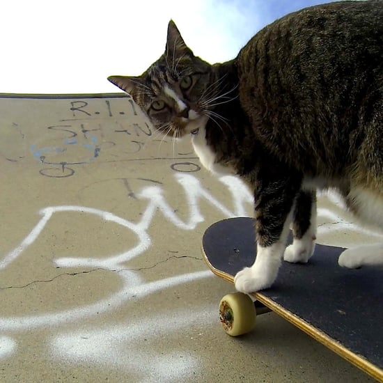 Didga the Skateboarding Cat