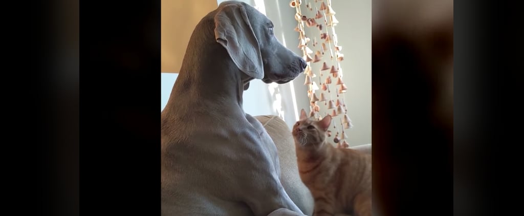 Video of Cat Trying to Get Dog's Attention