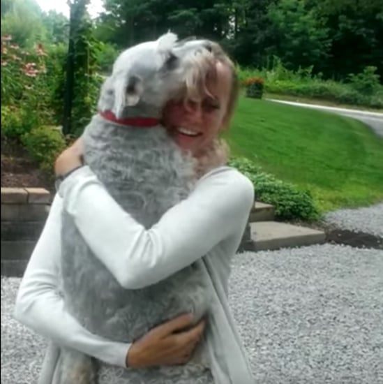 Dog Faints After Seeing Owner For the First Time in 2 Years