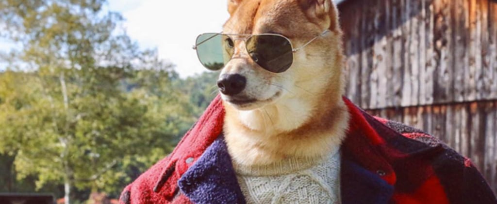 The Most Stylish Pets on Instagram