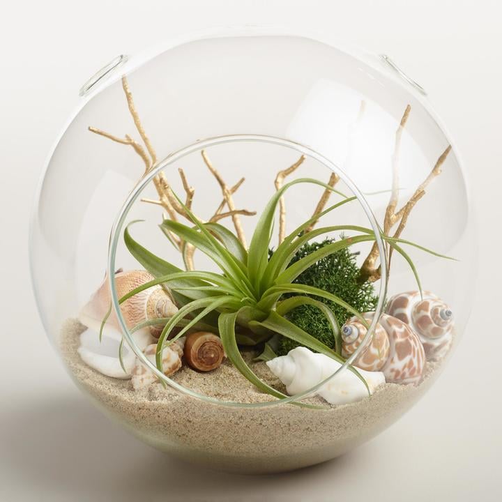 Beach Garden Live Plant Glass Terrarium