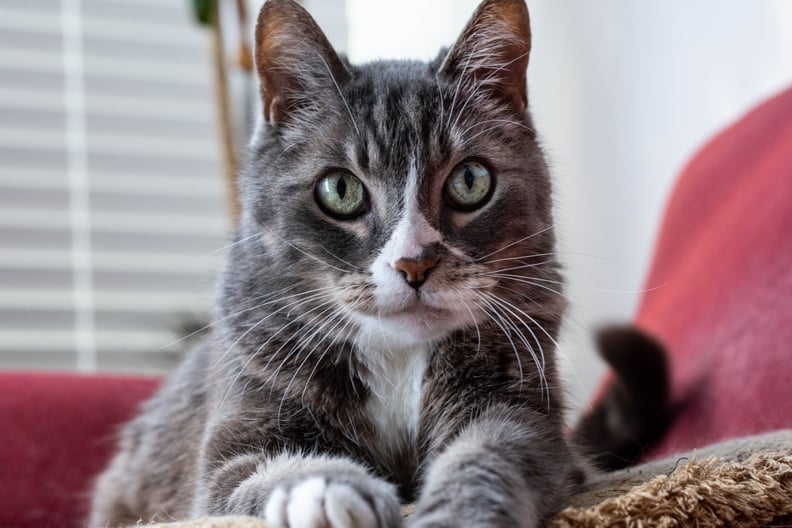 Why Does My Cat Stare at Me? POPSUGAR Pets