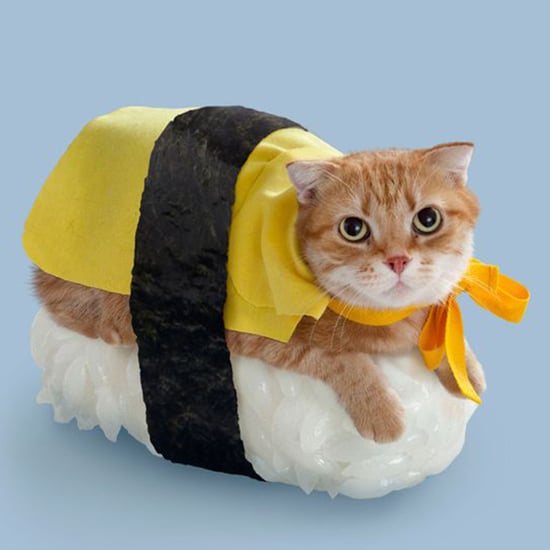 Cats in Halloween Costumes