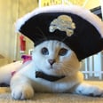 Cats Love Halloween Just as Much as Dogs Do
