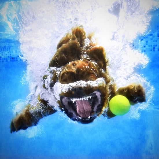 Pet Photography Tips From Underwater Dogs' Seth Casteel