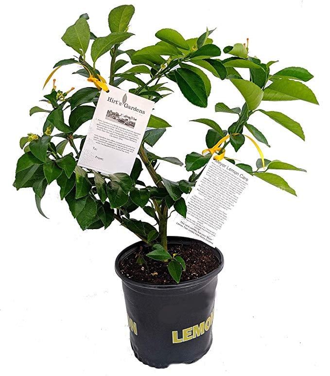 Meyer Lemon Tree | Trees on Amazon | POPSUGAR Home Photo 3