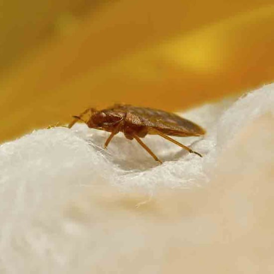 Bug Infested Hotel Room in New York City