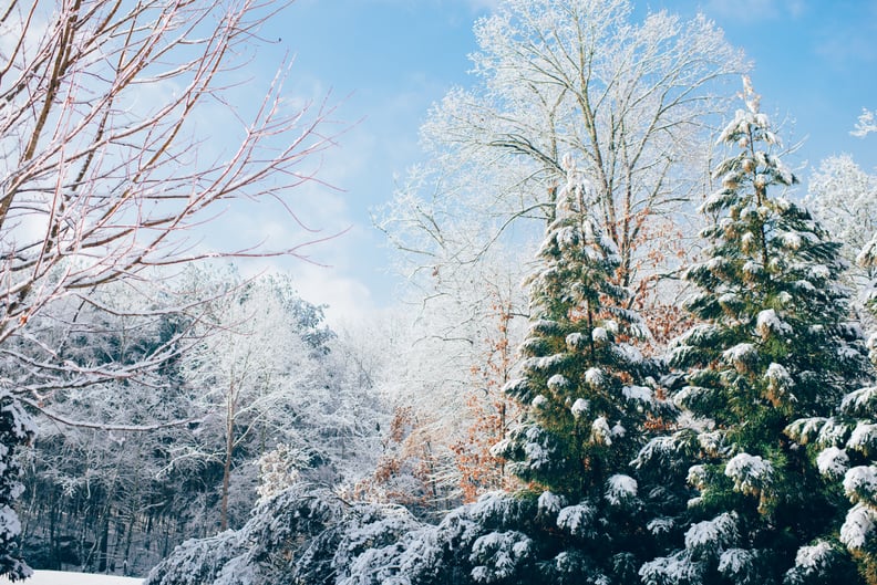 Holiday Zoom Background: Winter Wonderland