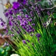 An Aromatherapy Garden Is the Anxiety-Buster Your Patio Needs