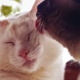Is It Normal For My Cats to Groom Each Other? 2 Cat Experts Weigh In