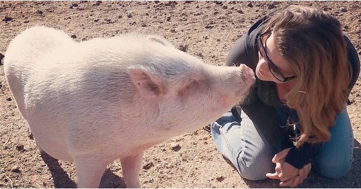 Arizona Pig Sanctuary POPSUGAR Smart Living