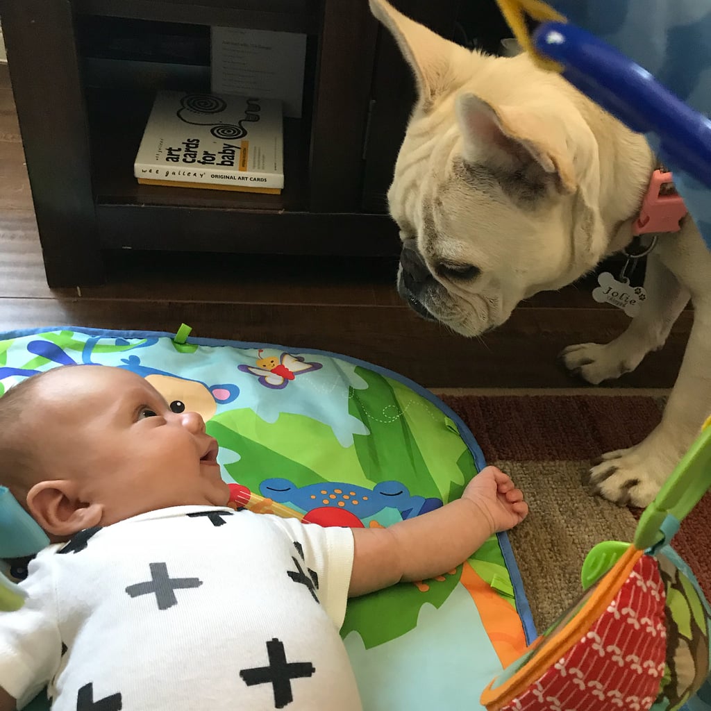 Pictures of French Bulldogs and Babies