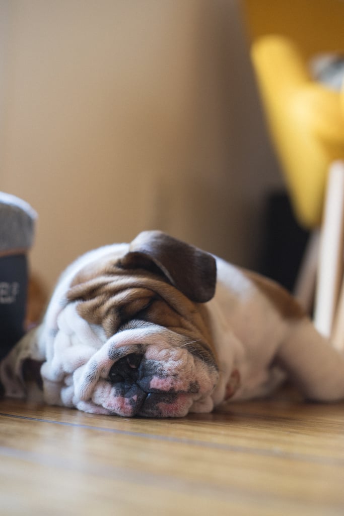 This Bulldog puppy, who grows a new fold every time he naps.