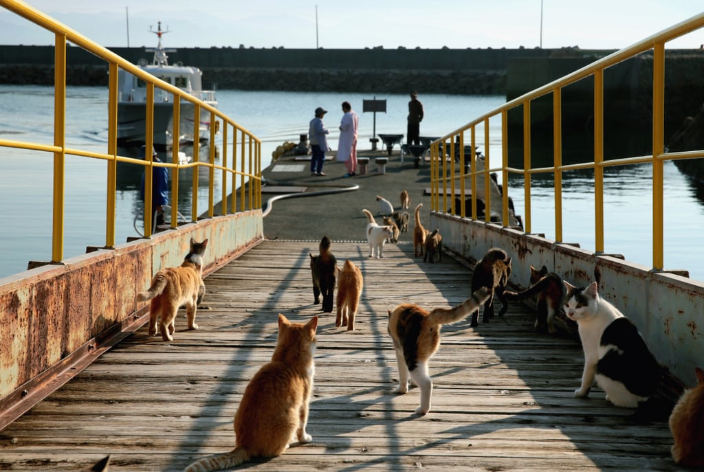 What Is Cat Island?