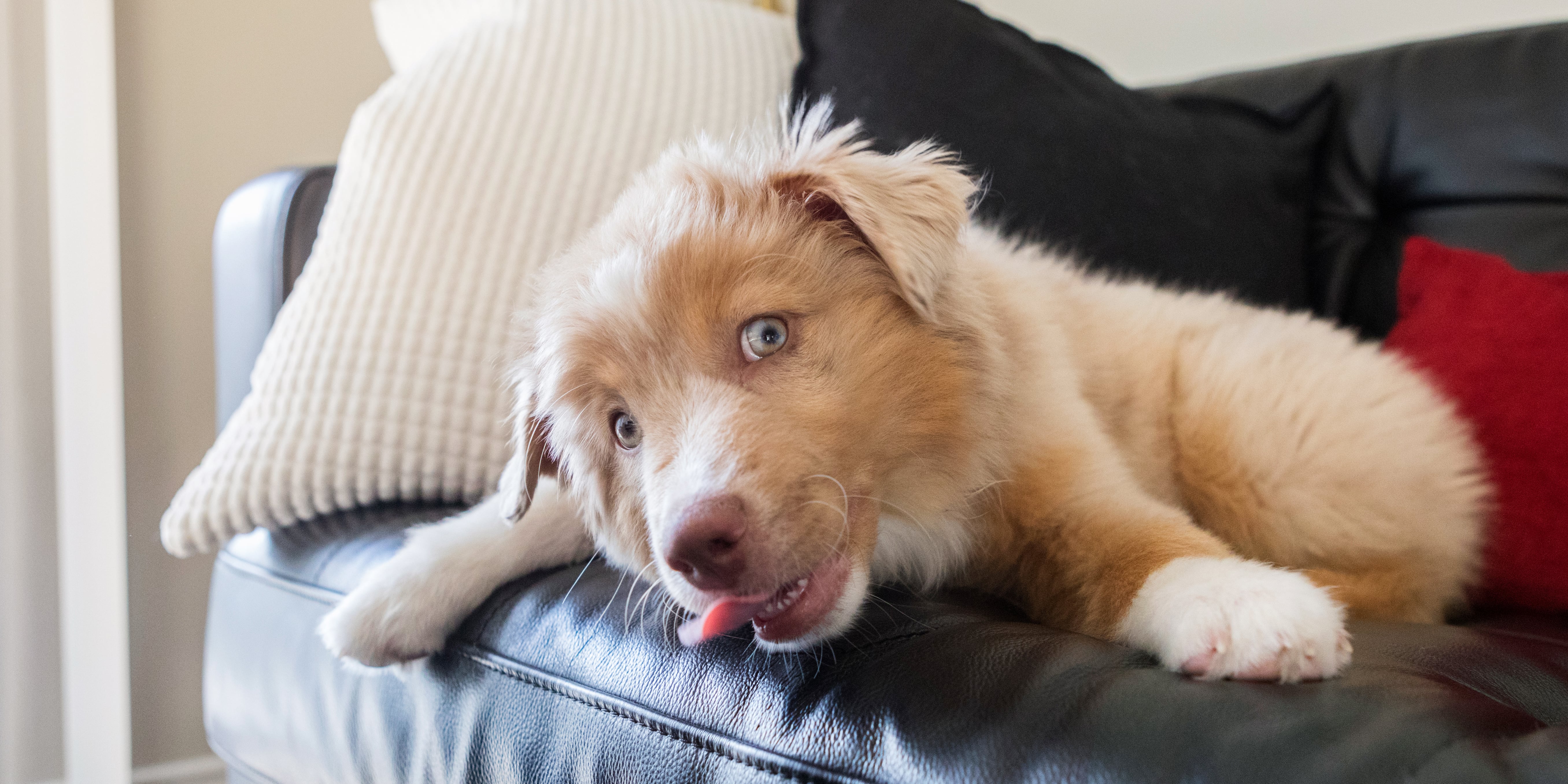 Why Do Dogs Lick Furniture POPSUGAR Pets