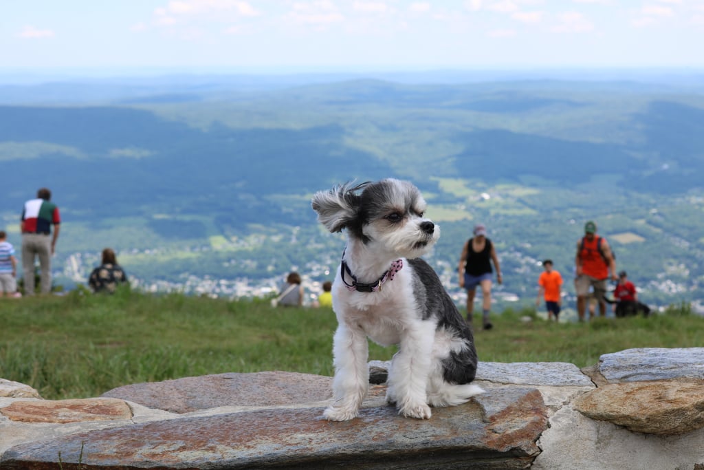 I made it to the top of Mount Greylock!
