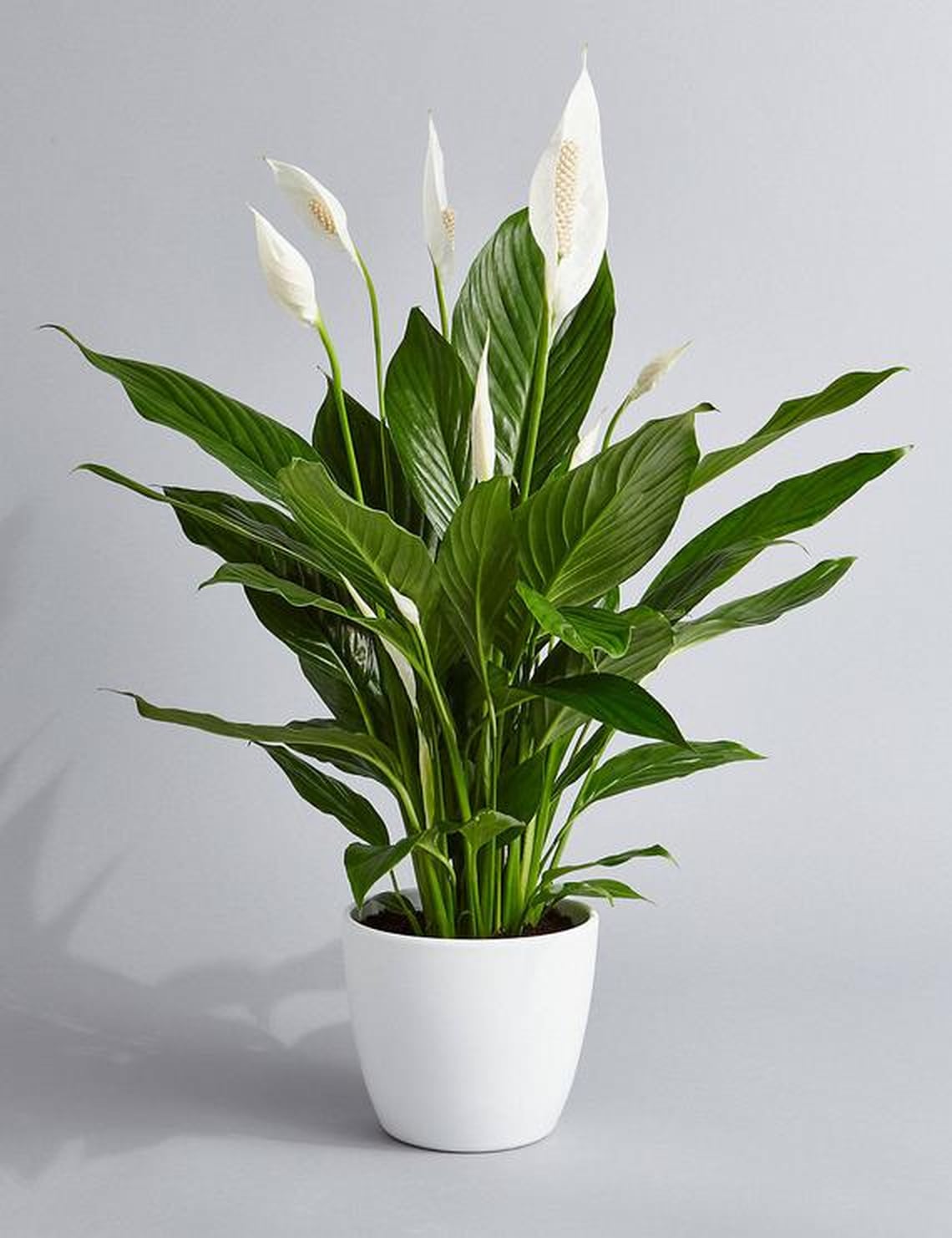 Best Indoor Flower Plants For Beginners POPSUGAR Home