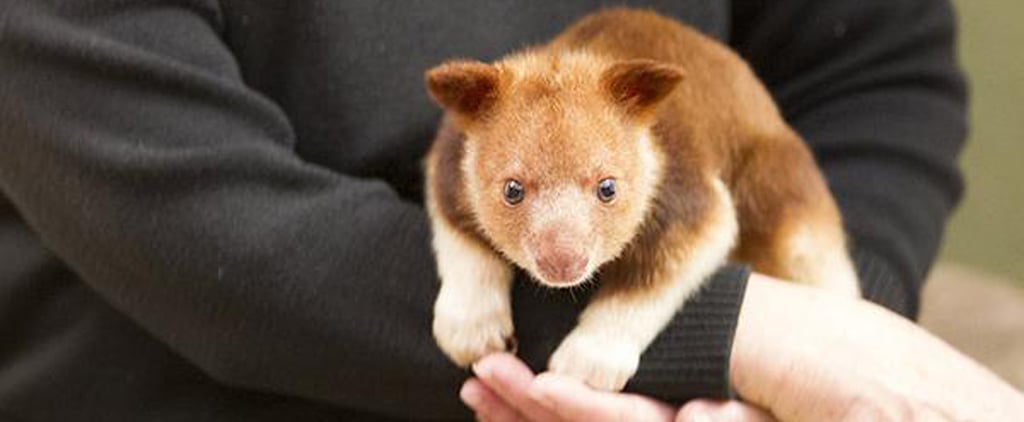 Orphaned Tree Kangaroo Saved by Wallaby