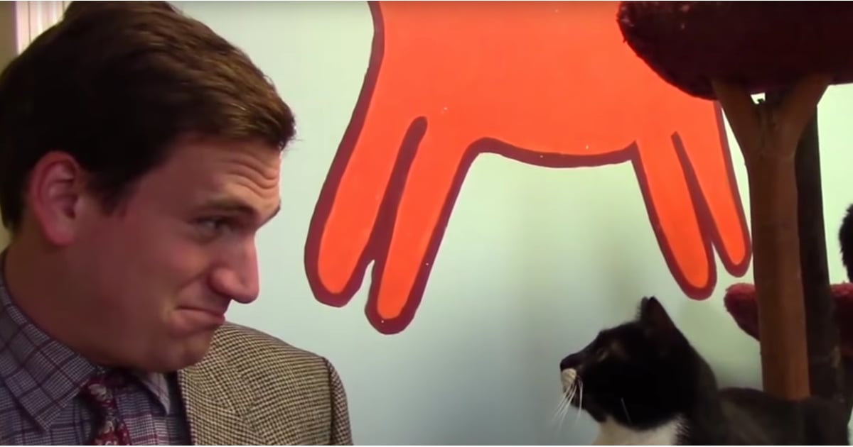 Funny Animal Shelter Commercial Popsugar Pets
