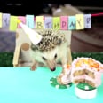 Watch a Tiny Hedgehog (and Tiny Hamsters!) Eat a Tiny Birthday Cake