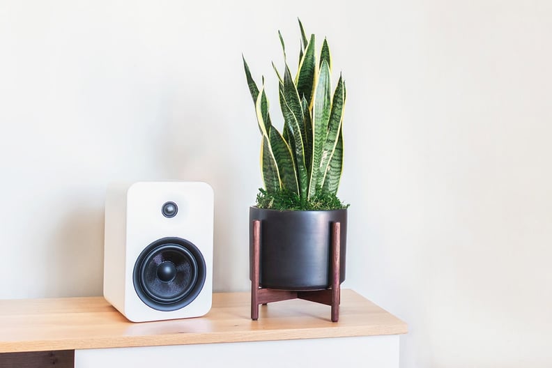 Snake Plant