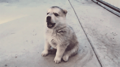 The Owner Whose Dog Is Constantly Barking at Other Dogs and People