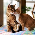 It Takes Longer Than You'd Think For Cats to Become Friends — Here's What Experts Say