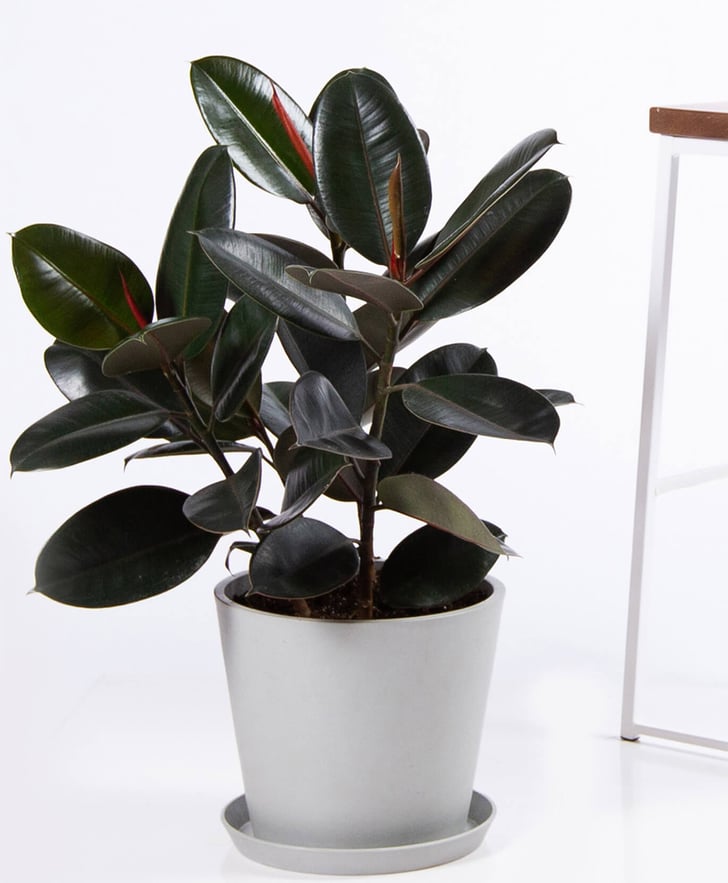 Rubber Plant Best PetFriendly Houseplants POPSUGAR Home Photo 40