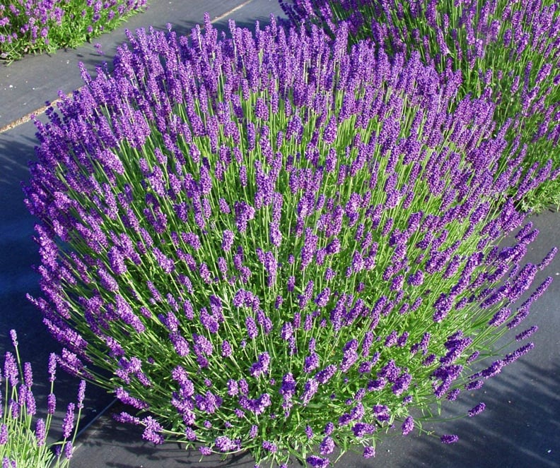 Lavender Plant