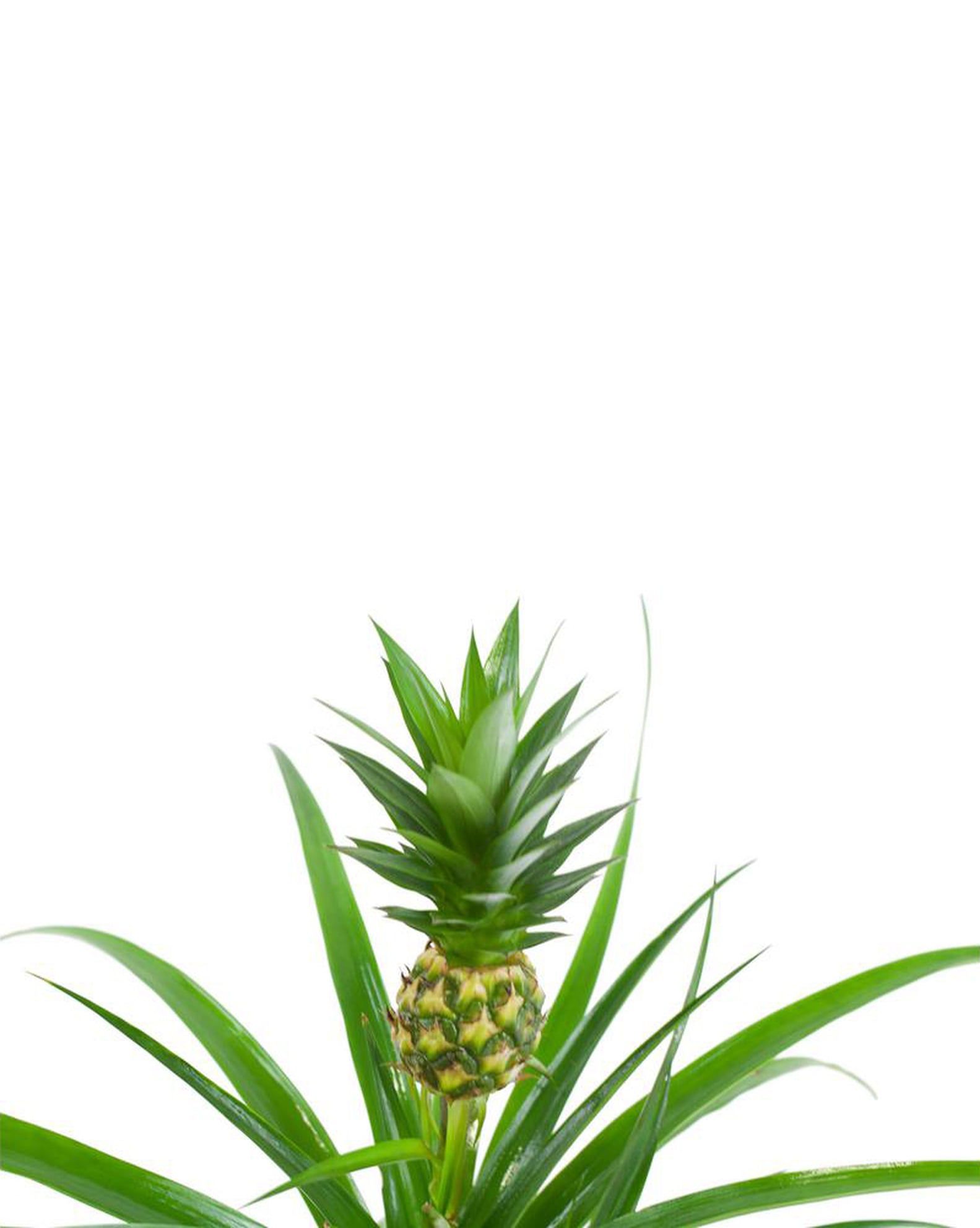 Home Depot Will Deliver Pineapple Plants to Your House POPSUGAR Home