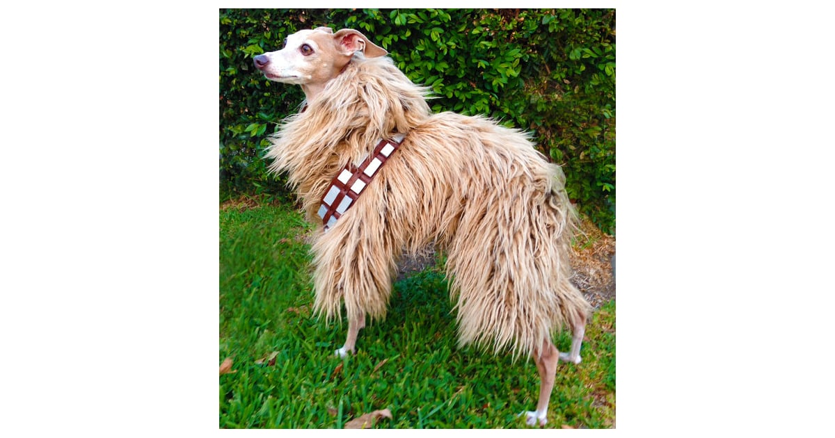 Chewbacca DIY Halloween Costumes For Dogs POPSUGAR Pets Photo 11