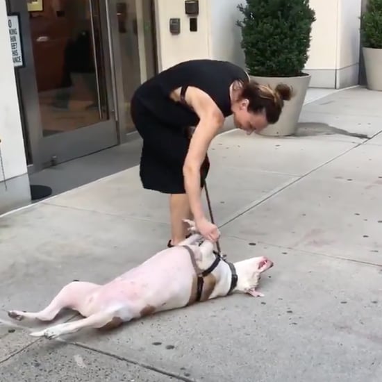 Dog Lying Down on the Sidewalk Video