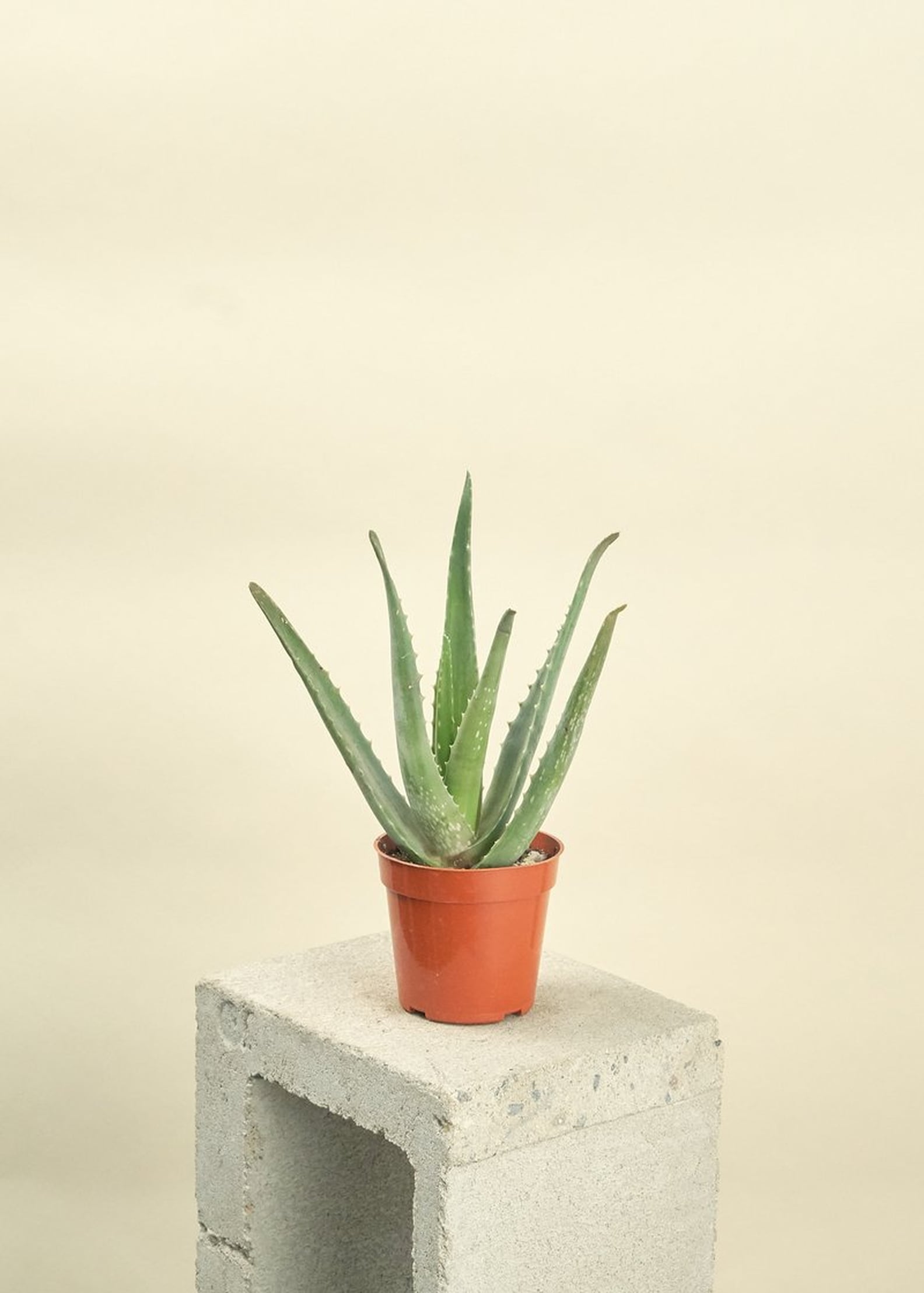 Best Indoor Plants For Dorms POPSUGAR Home