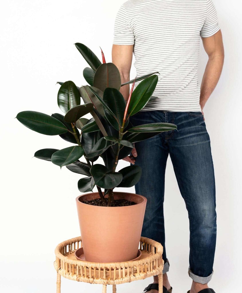 Burgundy Rubber Tree Best Large Indoor Plants POPSUGAR Home Photo 8