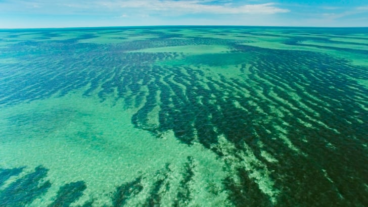 Seagrass meadows in Shark Bay, Australia. | Planet Earth: Blue Planet