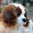 The Charming Cavalier King Charles