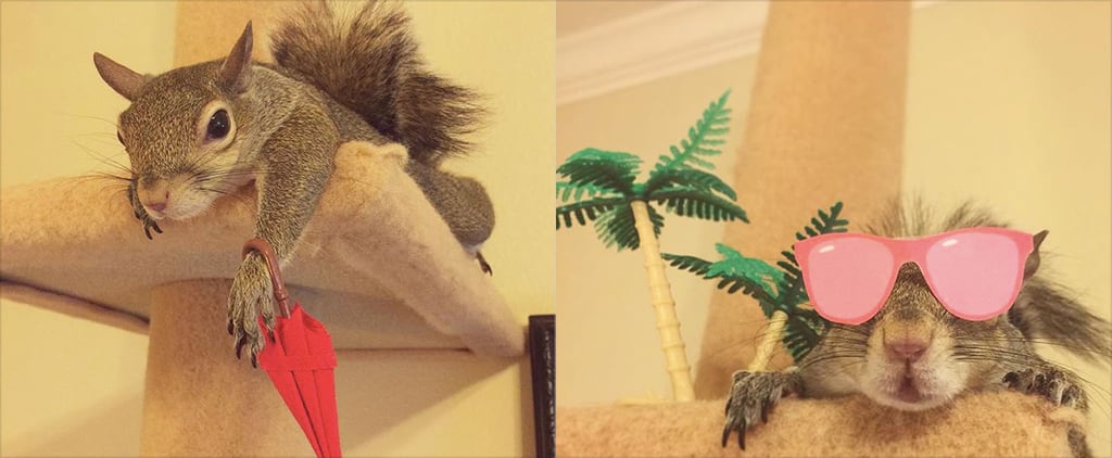 Pet Squirrel Instagram