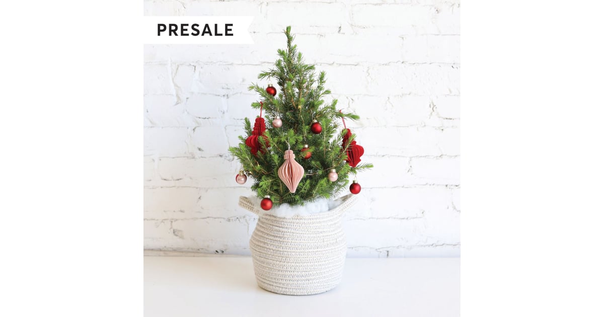 Farmgirl Flowers 0'Montannenbaum Tree Best Live Tabletop Christmas