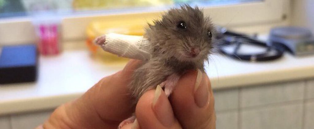 Hamster With a Cast on Its Arm