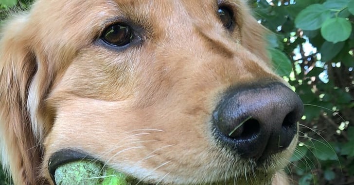 Video Of Golden Retriever With Tennis Balls In Its Mouth Popsugar Family